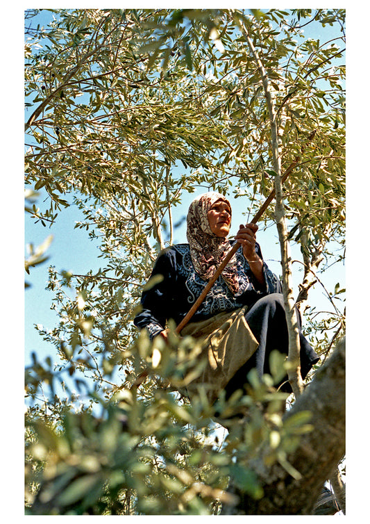 'Sulafah harvesting olives in Asira Ash Shamaliya, 2022' by Owen Godbert